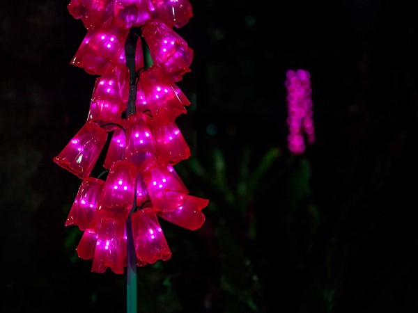 DIGITALIS Close-up. Photo by Through Vin's Lens